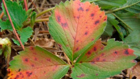 Красные пятна на листьях клубники: чем лечить?