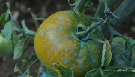 Обработка помидоров медным купоросом