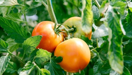 Подкормка помидоров. Чем и как удобрять?