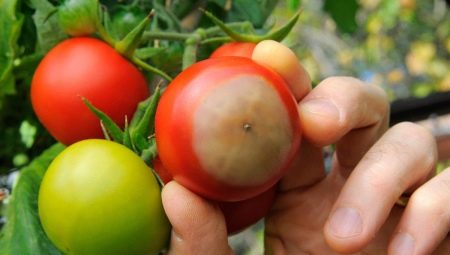 Вершинная гниль на помидорах и способы ее лечения