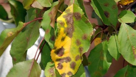 Болезни листьев яблони: описание и лечение
