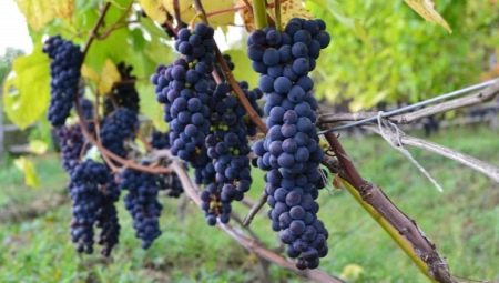 Через сколько лет начинает плодоносить виноград?