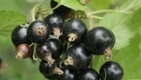 Черная смородина: описание и выращивание