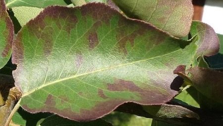 Чернеют листья груши: что это за болезнь и как с ней бороться?