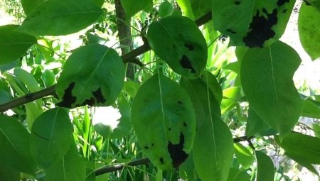 черные листья на груше: что делать?