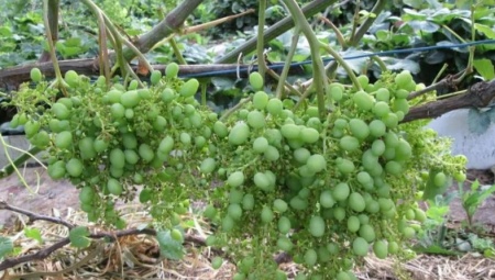Что делать, если горошится виноград?