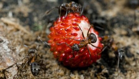 Что делать, если клубнику едят муравьи?
