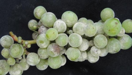 Что делать, если на винограде появился серый налет?