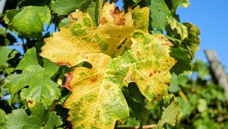 Что делать, если у винограда желтеют и сохнут листья?