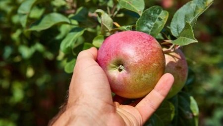 Что нужно знать о плодоношении яблони?