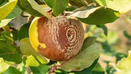 Что такое монилиоз яблони и как с ним бороться?