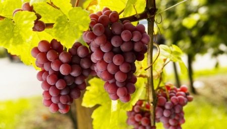 Что такое виноград: ягода или фрукт?