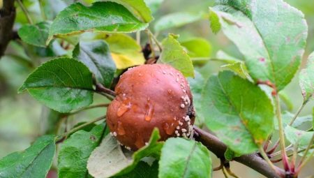 Гниют яблоки на дереве: причины и лечение