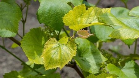 Хлороз винограда: описание и способы лечения