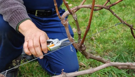 Как обрезать и формировать виноград?