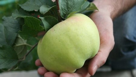 Как определить сорт яблони по плодам?