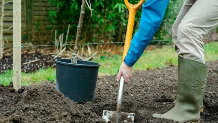 Как подготовить посадочную яму для яблони?