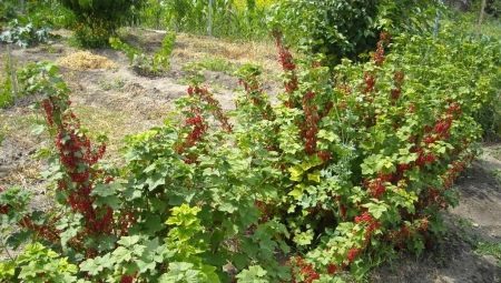 Как посадить красную смородину осенью?