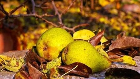 Как правильно посадить грушу осенью?
