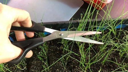 Как правильно срезать лук, чтобы он отрастал снова?