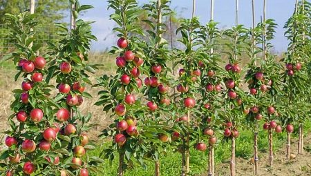 Как сажать колонновидные яблони?