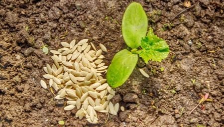 Как сажать огурцы в теплице семенами?