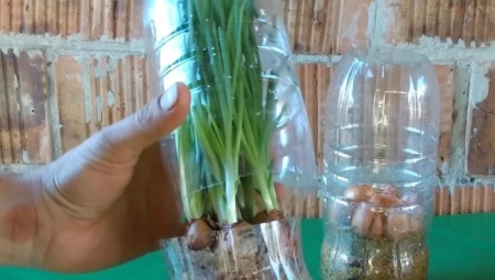 Как вырастить лук в пластиковой бутылке?