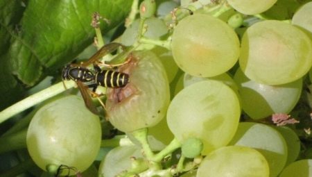 Как защитить виноград от ос и пчел?