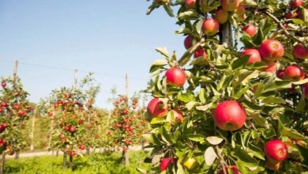 Колонновидная яблоня: описание и выращивание