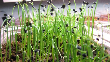 Лук-чернушка: выращивание из семян