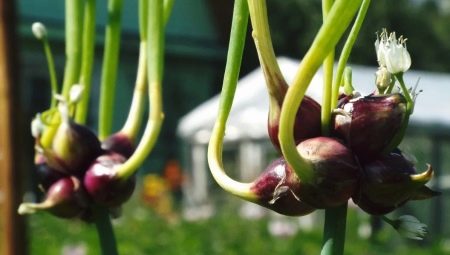 Многоярусный лук: описание и выращивание