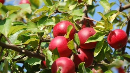 Можно ли вырастить яблоню из косточки?