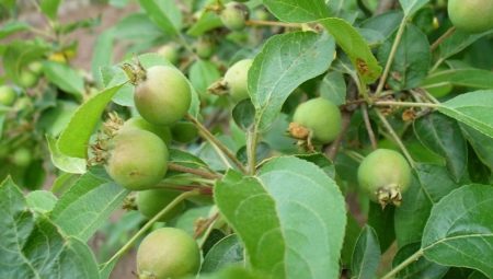 Обработка яблони от вредителей и болезней после цветения