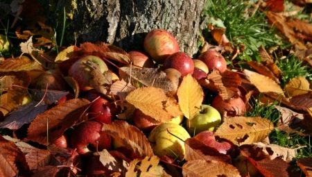 Осенний уход за яблоней