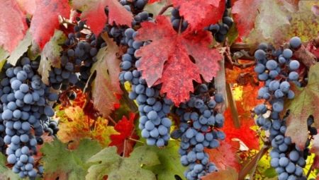 Особенности подкормки винограда осенью