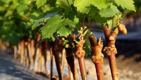 Особенности размножения винограда черенками
