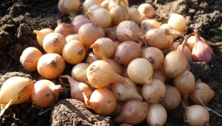Особенности выращивания лука-севка