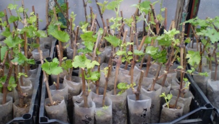 Особенности выращивания винограда из черенков