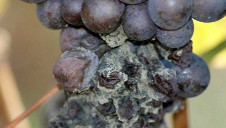 Плесень на винограде: причины и лечение