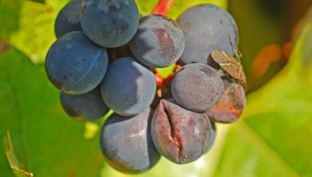 Почему лопается виноград и что с этим делать?