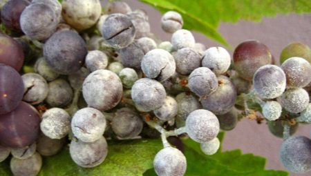 Почему виноград покрывается белым налетом и что с этим делать?