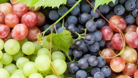Правила хранения винограда