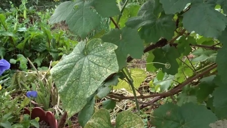 Соседи винограда в открытом грунте