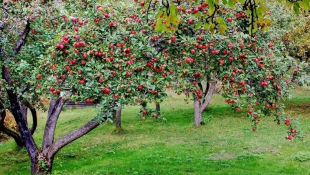Способы размножения яблони