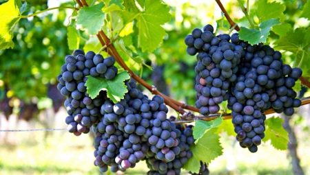 Все о плодоношении винограда