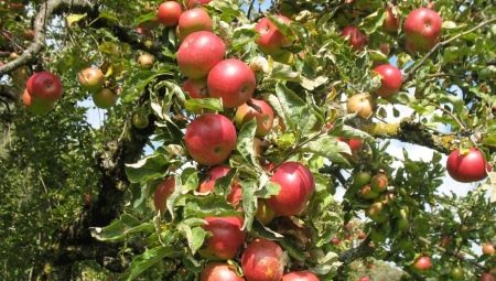 Яблоня: от описания до выращивания