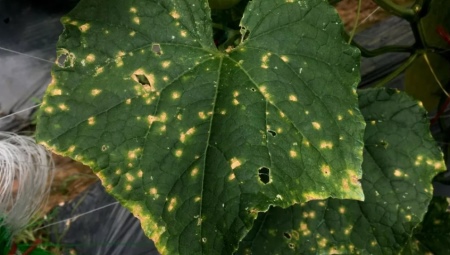 Желтые пятна на листьях огурцов: чем лечить?