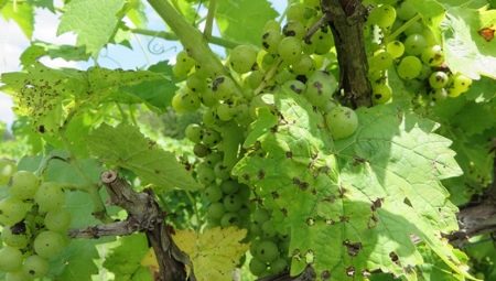 Антракноз винограда: меры борьбы