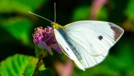 Бабочка-капустница: описание и меры борьбы