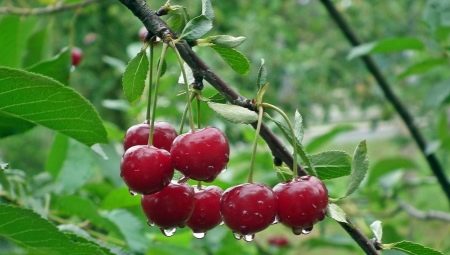 Болезни и вредители вишни: описание и меры борьбы